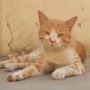 Ginger cat lounging on pavement against a rustic wall. Ideal for pet and animal photography.
