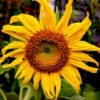 Bright yellow sunflower captured in vivid detail showcasing natural beauty and elegance.