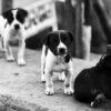 Black and white photo of playful puppies exploring a street corner.
