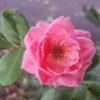Close-up of a blooming pink rose surrounded by lush green leaves, capturing natural beauty.